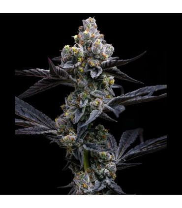Garlic Cookies Barney's Farm - Σπόροι Κάνναβης