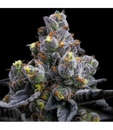 Garlic Cookies Barney's Farm - Σπόροι Κάνναβης