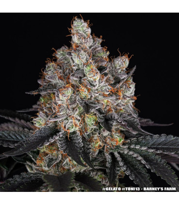 Gelato Barney's Farm - Θηλυκοποιημένοι Σπόροι