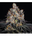 Gelato