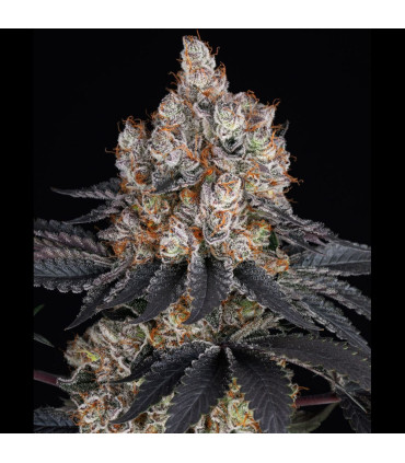 Gelato Barney's Farm - Θηλυκοποιημένοι Σπόροι