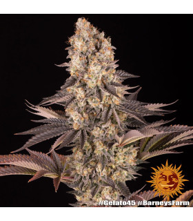 Gelato #45 Barney's Farm - Σπόροι Κάνναβης