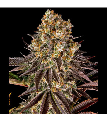 Gelato #45 Barney's Farm - Σπόροι Κάνναβης