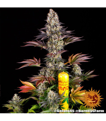Gelato #45 Barney's Farm - Σπόροι Κάνναβης