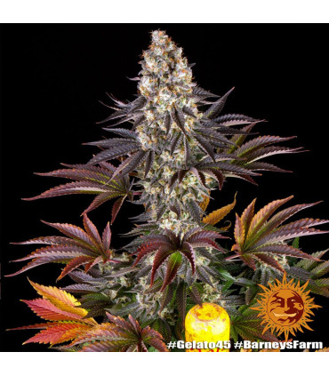 Gelato #45 Barney's Farm - Σπόροι Κάνναβης