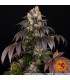 Girl Scout Cookies Barney's Farm - Σπόροι Κάνναβης