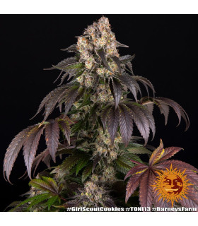 Girl Scout Cookies Barney's Farm - Σπόροι Κάνναβης