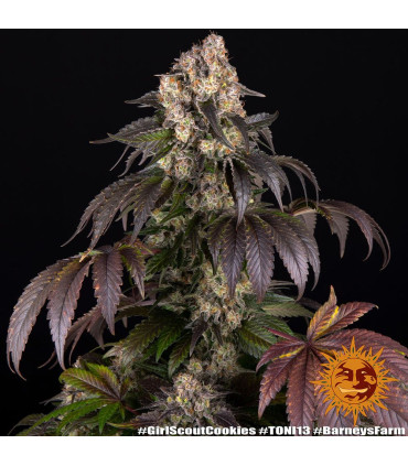 Girl Scout Cookies Barney's Farm - Σπόροι Κάνναβης