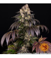 Girl Scout Cookies