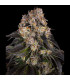 Girl Scout Cookies Barney's Farm - Σπόροι Κάνναβης