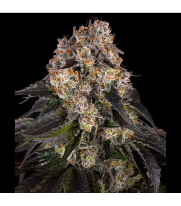 Girl Scout Cookies Barney's Farm - Σπόροι Κάνναβης