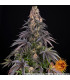 Girl Scout Cookies Barney's Farm - Σπόροι Κάνναβης