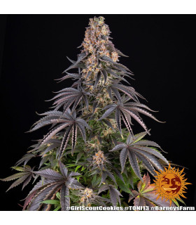 Girl Scout Cookies