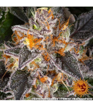 Girl Scout Cookies Barney's Farm - Σπόροι Κάνναβης