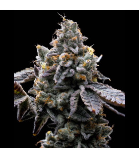 GMO Cookies Barney's Farm - Σπόροι Κάνναβης