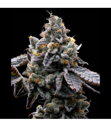 GMO Cookies Barney's Farm - Σπόροι Κάνναβης