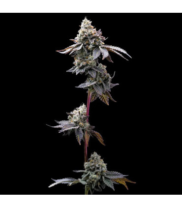 GMO Cookies Barney's Farm - Σπόροι Κάνναβης