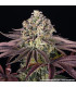GrandDaddy Purple Barney's Farm - Σπόροι Κάνναβης