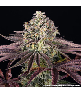 GrandDaddy Purple Barney's Farm - Σπόροι Κάνναβης