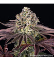 GrandDaddy Purple