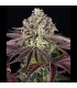 GrandDaddy Purple Barney's Farm - Σπόροι Κάνναβης