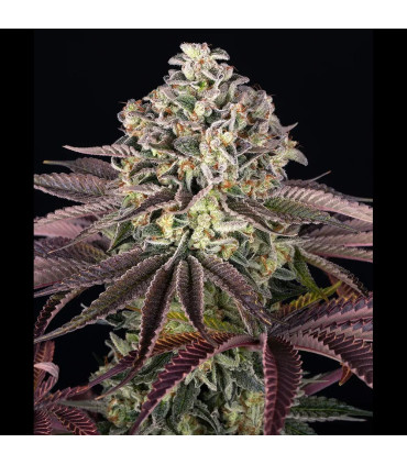 GrandDaddy Purple Barney's Farm - Σπόροι Κάνναβης