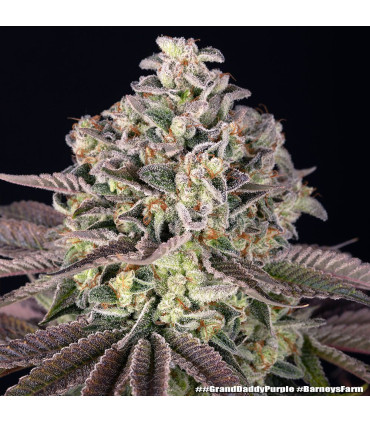 GrandDaddy Purple Barney's Farm - Σπόροι Κάνναβης