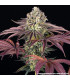 GrandDaddy Purple Barney's Farm - Σπόροι Κάνναβης