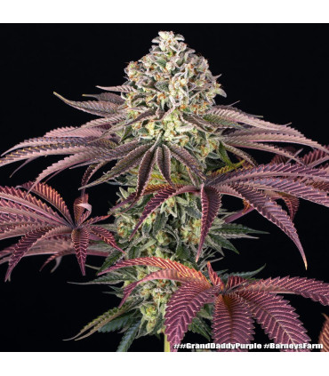 GrandDaddy Purple Barney's Farm - Σπόροι Κάνναβης
