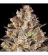 Hindu Kush Barney's Farm - Σπόροι Κάνναβης