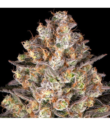 Hindu Kush Barney's Farm - Σπόροι Κάνναβης