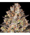 Hindu Kush