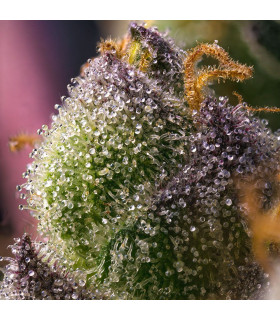 Hindu Kush