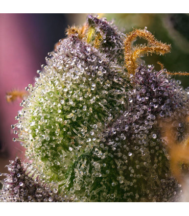 Hindu Kush Barney's Farm - Σπόροι Κάνναβης
