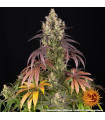 Lemon Cherry Gelato