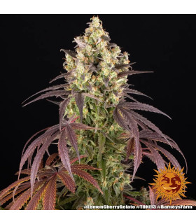 Lemon Cherry Gelato