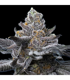 LFG Barney's Farm - Σπόροι Κάνναβης