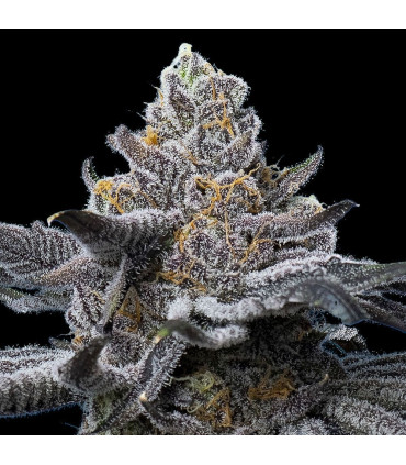 LFG Barney's Farm - Σπόροι Κάνναβης