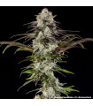 London Pound Cake F1