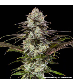 London Pound Cake F1