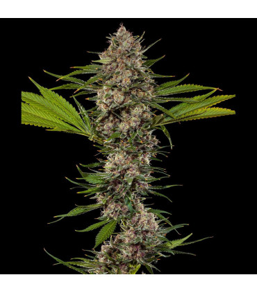 MAC 1 F1 Barney's Farm - Σπόροι Κάνναβης