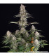 Mendo Breath Barney's Farm - Σπόροι Κάνναβης