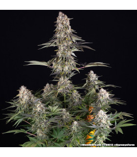 Mendo Breath Barney's Farm - Σπόροι Κάνναβης