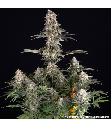 Mendo Breath Barney's Farm - Σπόροι Κάνναβης