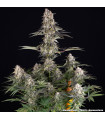 Mendo Breath