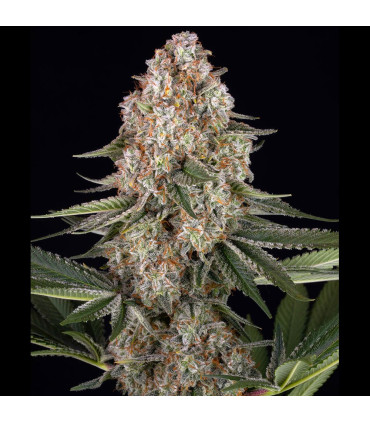 Mendo Breath Barney's Farm - Σπόροι Κάνναβης