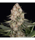 Mendo Breath Barney's Farm - Σπόροι Κάνναβης