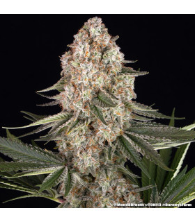 Mendo Breath