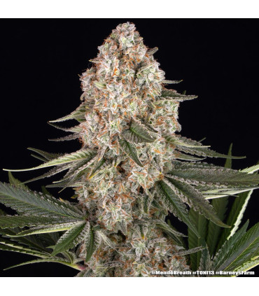 Mendo Breath Barney's Farm - Σπόροι Κάνναβης