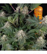 Mendo Breath Barney's Farm - Σπόροι Κάνναβης